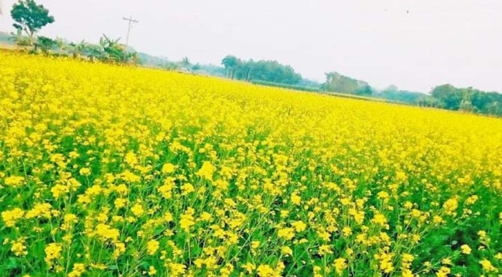 দক্ষিণ-পশ্চিমাঞ্চলের ৬ জেলায় লক্ষ্যমাত্রার চেয়ে বেশি সরিষার আবাদ