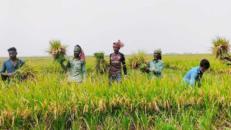 হাওরে ৭০ শতাংশ বোরো ধান কাটা হয়েছে: কৃষি মন্ত্রণালয়