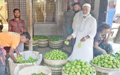 সাতক্ষীরার টক আম যাচ্ছে দেশের বিভিন্ন বাজারে