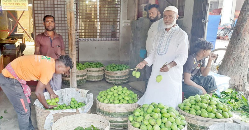 সাতক্ষীরার টক আম যাচ্ছে দেশের বিভিন্ন বাজারে