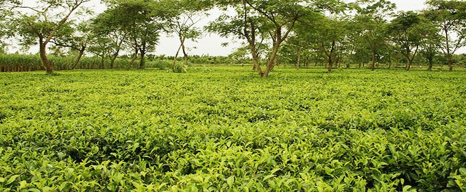 শুষ্ক আবহাওয়ায় রোগব্যাধি বাড়ছে চা গাছে