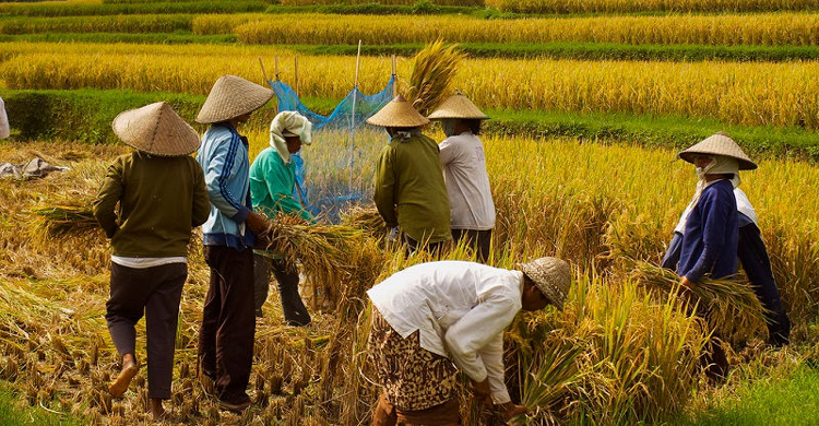 এশিয়ায় শস্য উৎপাদন এল নিনোর প্রভাবে ব্যাহত হওয়ার আশঙ্কা