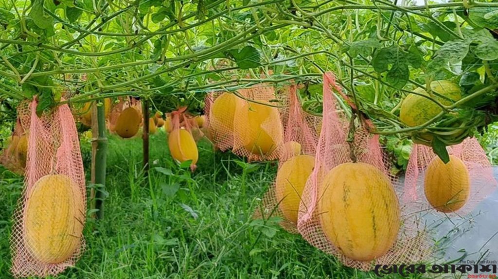 গ্রীষ্মকালীন তরমুজ চাষে আগ্রহ বাড়ছে কৃষকদের