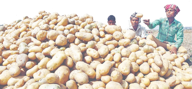 এবার আলু আমদানি করবে সরকার