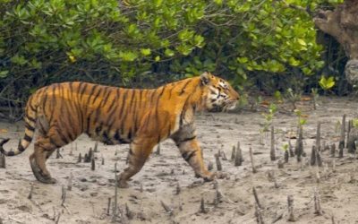 সুন্দরবনের বাঘ গুনতে খরচ দুই কোটি ৭০ লাখ টাকা