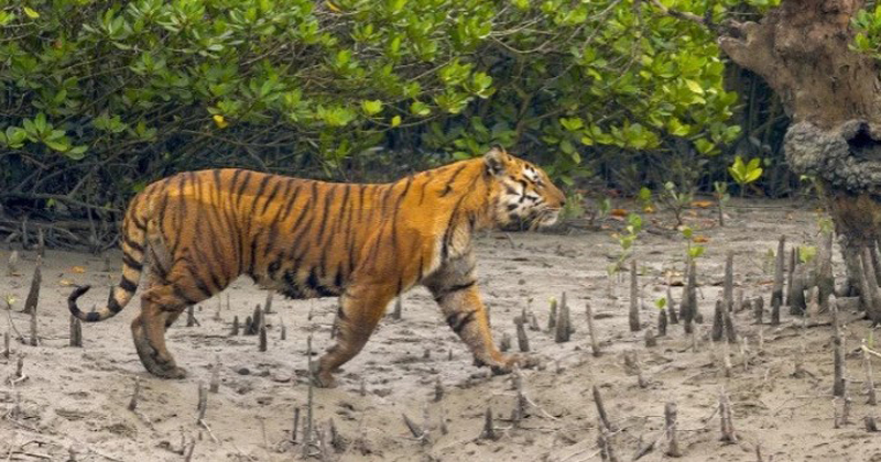 সুন্দরবনের বাঘ গুনতে খরচ দুই কোটি ৭০ লাখ টাকা