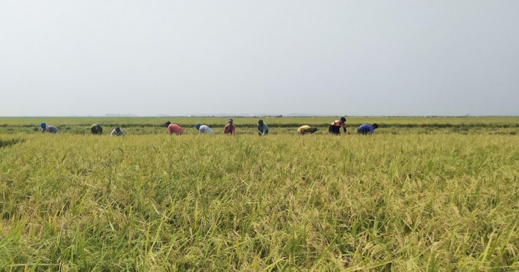 আউশের উৎপাদন বাড়াতে ৬৪ কোটি টাকার প্রণোদনা পাবেন সাড়ে ৯ লাখ কৃষক