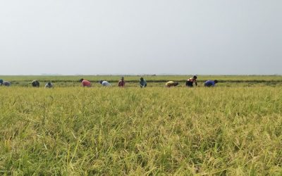 আউশের উৎপাদন বাড়াতে ৬৪ কোটি টাকার প্রণোদনা পাবেন সাড়ে ৯ লাখ কৃষক