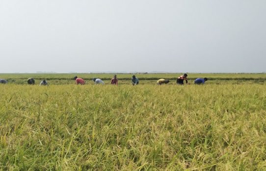 আউশের উৎপাদন বাড়াতে ৬৪ কোটি টাকার প্রণোদনা পাবেন সাড়ে ৯ লাখ কৃষক