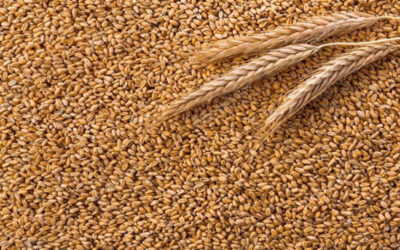 ইউক্রেন থেকে দেশে এলো সাড়ে ৫২ হাজার টন গম