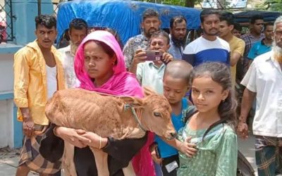 গাভী নিয়ে গেছে বিএনপি নেতা, বাছুর কোলে নিয়ে আদালতে নারী