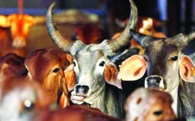 রাজধানীর যেসব স্থানে বসবে কোরবানির পশুর হাট