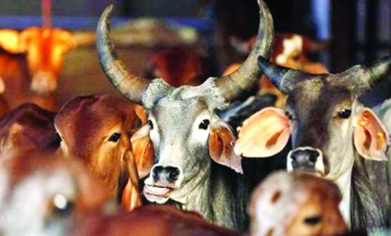 রাজধানীর যেসব স্থানে বসবে কোরবানির পশুর হাট