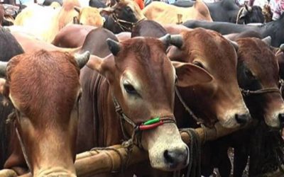 মহাসড়কের পাশে ২১৭ পশুর হাট ইজারা না দিতে নির্দেশনা