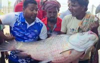 পদ্মার দুই কাতল মাছ বিক্রি হলো ৮২ হাজার টাকায়