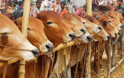 কোরবানির পশুর চামড়ার নতুন দাম নির্ধারণ করল সরকার