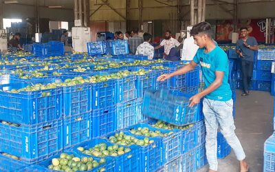 প্রাণ-এর আম সংগ্রহ শুরু