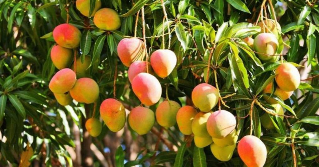 ২৮ মে  প্রথম চালানে চীনে যাচ্ছে বাংলাদেশের আম 