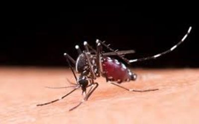 ডেঙ্গু  প্রাদুর্ভাব নিয়ন্ত্রণের বাইরে দুই সিটির ১৩ ওয়ার্ড