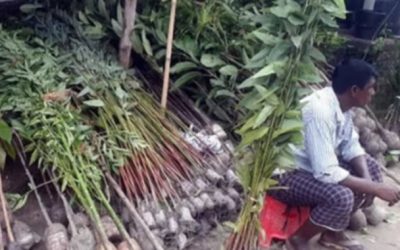 ঝিনাইগাতী সদর বাজারে দেদারছে বিক্রি হচ্ছে নিষিদ্ধ ইউক্যালিপটাস গাছের চারা