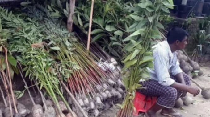 ঝিনাইগাতী সদর বাজারে দেদারছে বিক্রি হচ্ছে নিষিদ্ধ ইউক্যালিপটাস গাছের চারা