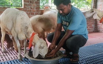 দুম্বার ভিন্নধর্মী খামার এখন সাদুল্লাপুরে