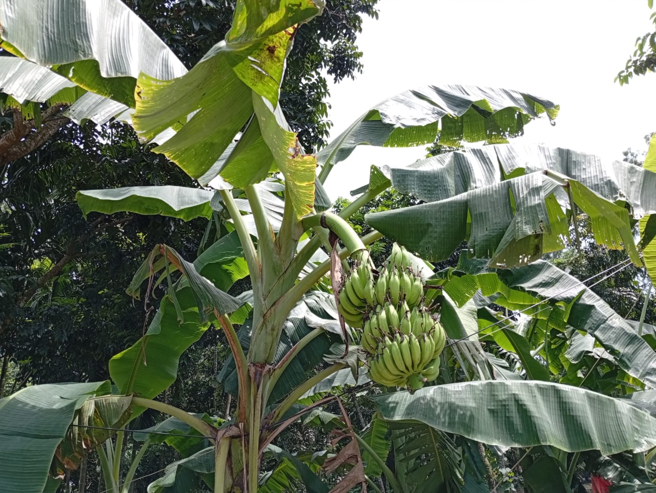 লালমনিরহাটে কলা চাষ জনপ্রিয় হয়ে উঠেছে