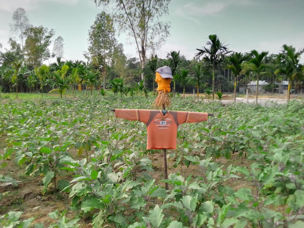 লালমনিরহাটে ফসল রক্ষায় কাকতাড়ুয়া