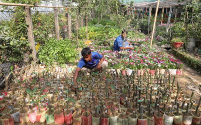 লালমনিরহাটে নার্সারী বাগান করে তরুণ উদ্যোক্তারা স্বাবলম্বী
