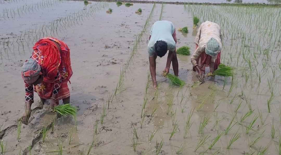 দুর্গাপুরে আষাঢ়ে বৃষ্টিতে রোপা আমন রোপণে ব্যস্ত কৃষক-কৃষানীরা 