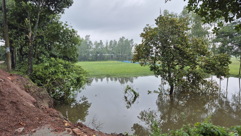 রাতারাতি ৪০ ফিট দূরে চলে যাওয়া কাঁঠাল গাছ নিয়ে কৌতুহল 
