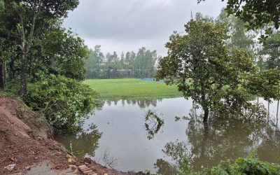 রাতারাতি ৪০ ফিট দূরে চলে যাওয়া কাঁঠাল গাছ নিয়ে কৌতুহল 