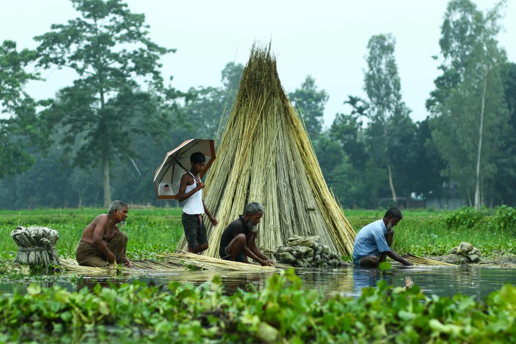 সোনালী পাট চাষে সুদিন ফিরেছে গাইবান্ধায়