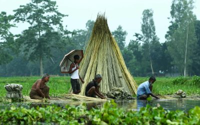 সোনালী পাট চাষে সুদিন ফিরেছে গাইবান্ধায়