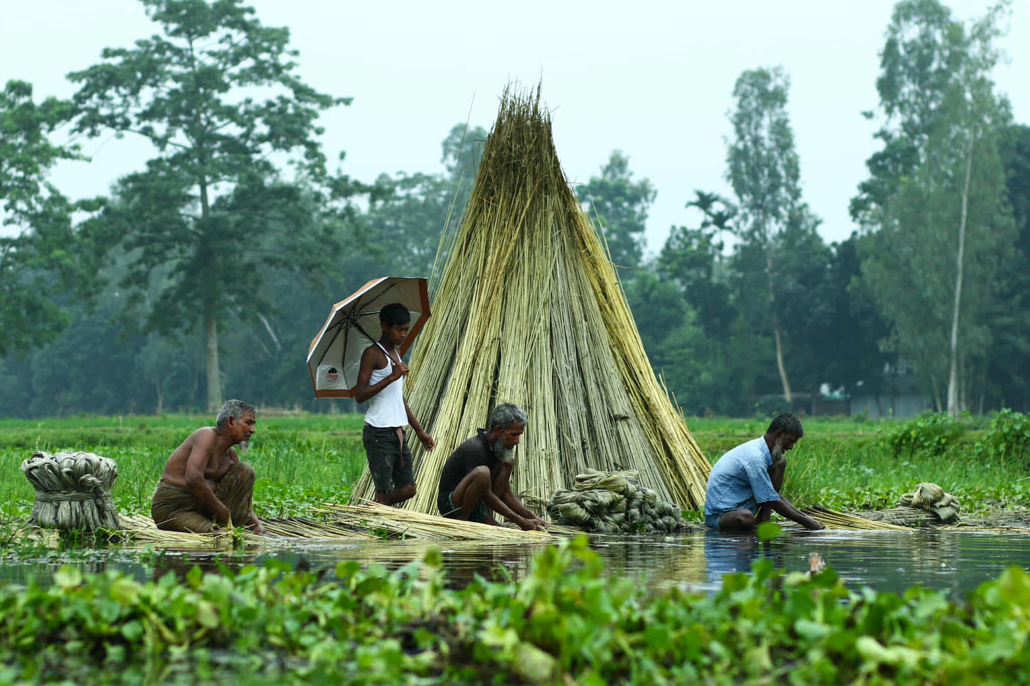 সোনালী পাট চাষে সুদিন ফিরেছে গাইবান্ধায়