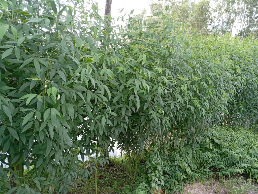 লালমনিরহাটে জমির আইলে অহরহ গাছ কালাইয়ের চাষ হচ্ছে
