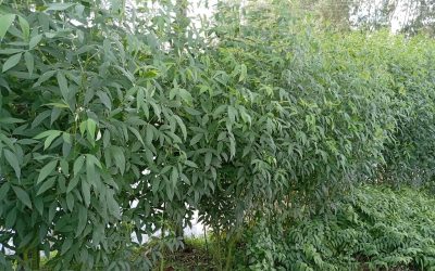 লালমনিরহাটে জমির আইলে অহরহ গাছ কালাইয়ের চাষ হচ্ছে