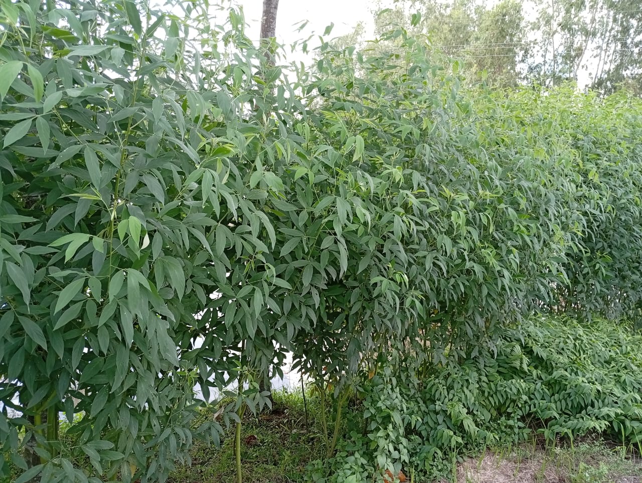 লালমনিরহাটে জমির আইলে অহরহ গাছ কালাইয়ের চাষ হচ্ছে