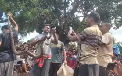 কুড়িগ্রামে বসতবাড়ির পিছনের গাছ থেকে ১০ ফুট দৈর্ঘ্যের অজগর সাপ উদ্ধার