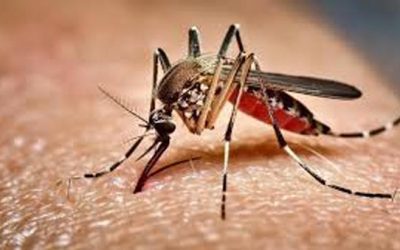 ডেঙ্গুতে ২ জনের মৃত্যু, হাসপাতালে ভর্তি ১১৭৯