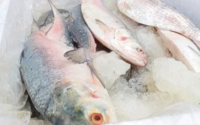 ইলিশের উৎপাদন আরও বাড়ানোর উপায় খুঁজতে বিজ্ঞানীদের গবেষণার আহ্বান