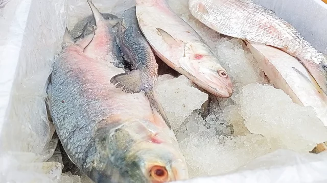 ইলিশের উৎপাদন আরও বাড়ানোর উপায় খুঁজতে বিজ্ঞানীদের গবেষণার আহ্বান