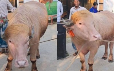 মিরপুর চিড়িয়াখানায় রাখা হচ্ছে ভাইরাল মহিষ ‘ডোনাল্ড ট্রাম্পকে’