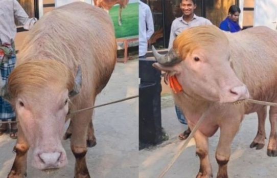 মিরপুর চিড়িয়াখানায় রাখা হচ্ছে ভাইরাল মহিষ ‘ডোনাল্ড ট্রাম্পকে’