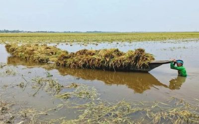 বৃষ্টিতে ক্ষতিগ্রস্ত কৃষকদের তিন মাস সহায়তা দেবে সরকার : কৃষিমন্ত্রী