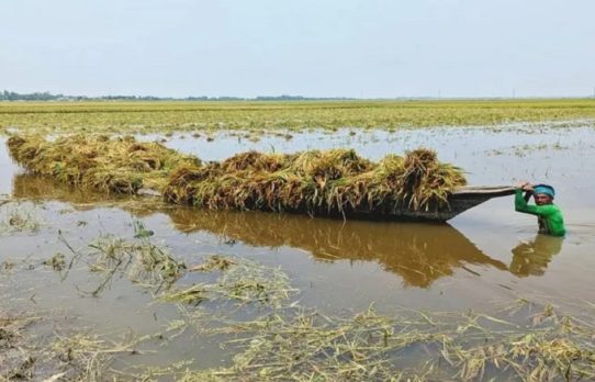 বৃষ্টিতে ক্ষতিগ্রস্ত কৃষকদের তিন মাস সহায়তা দেবে সরকার : কৃষিমন্ত্রী