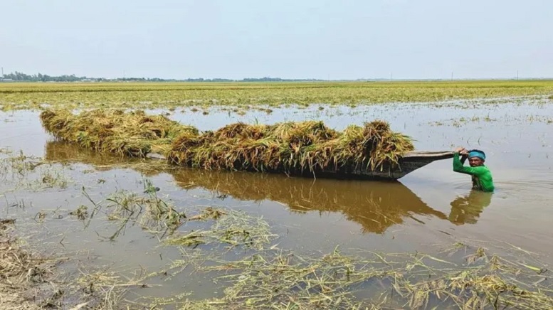 বৃষ্টিতে ক্ষতিগ্রস্ত কৃষকদের তিন মাস সহায়তা দেবে সরকার : কৃষিমন্ত্রী