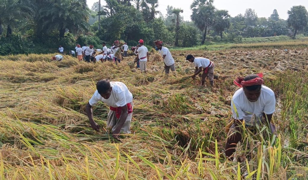 সিংড়ায় শ্রমিক না পাওয়ায় বিধবার ধান কেটে দিলেন বিএনপি নেতাকর্মীরা