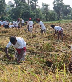 সিংড়ায় শ্রমিক না পাওয়ায় বিধবার ধান কেটে দিলেন বিএনপি নেতাকর্মীরা