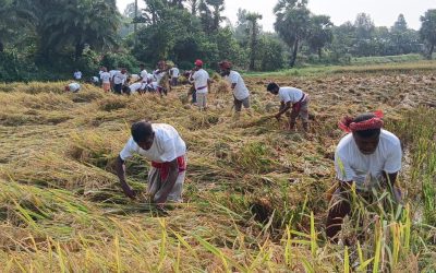 সিংড়ায় শ্রমিক না পাওয়ায় বিধবার ধান কেটে দিলেন বিএনপি নেতাকর্মীরা